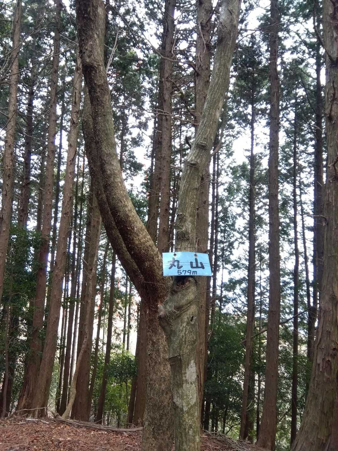 鉄塔3つ通って丸山、15回目