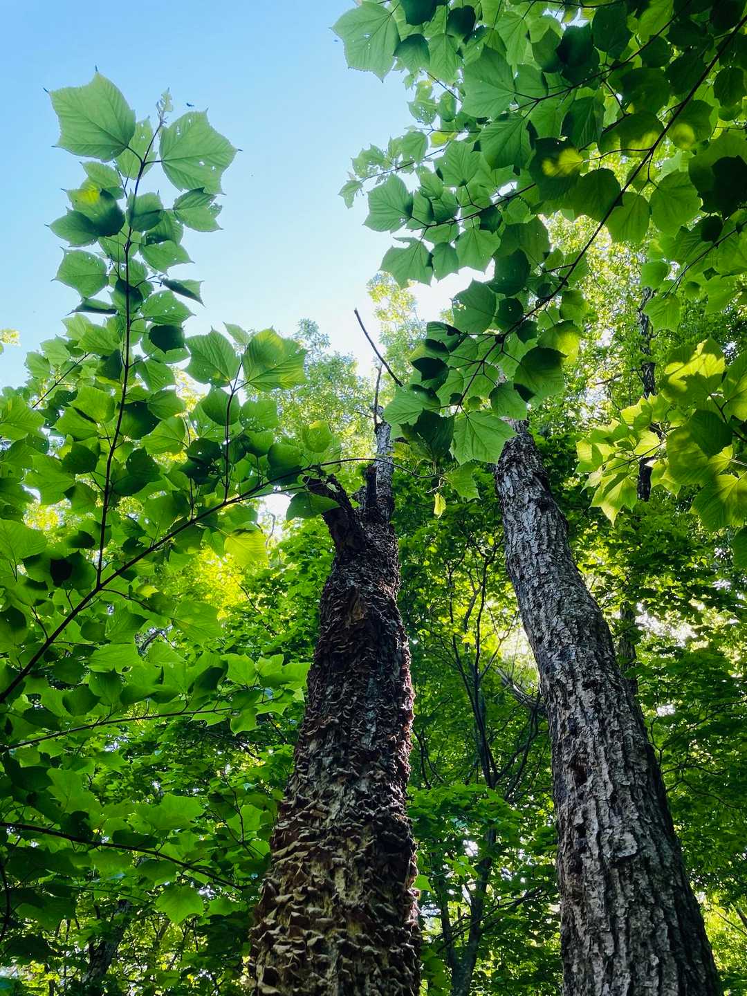 緑が気持ちいい🌳