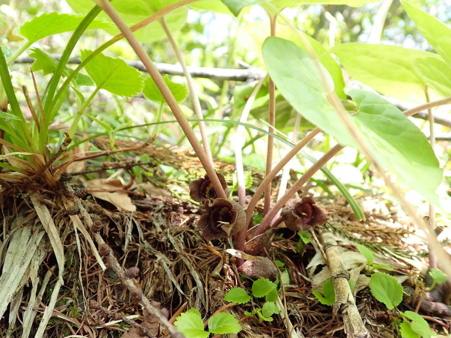 歩き始めるとすぐ、たくさんのスミレや
花付きのいいウスバサイシン