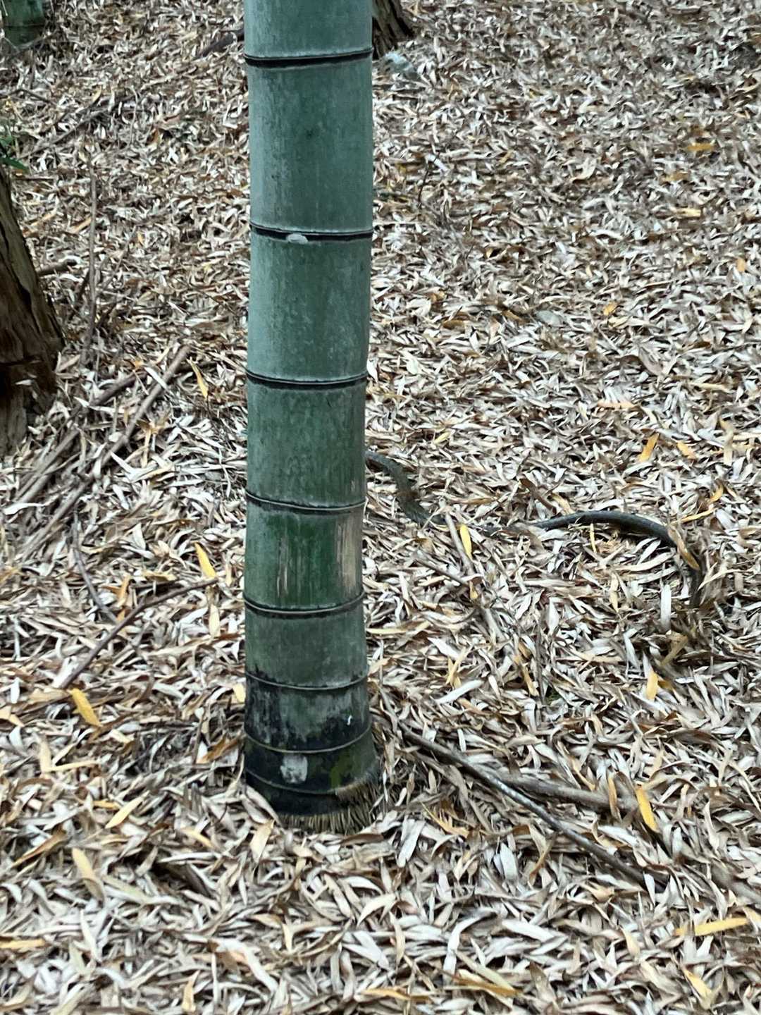 みえますか？
🐍が横切りました〜、びっくりしました🤪