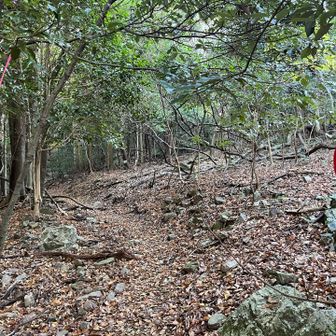 山道らしく😊
点在してるレスキューポイントにはクイズもあったりして、楽しみながら👍