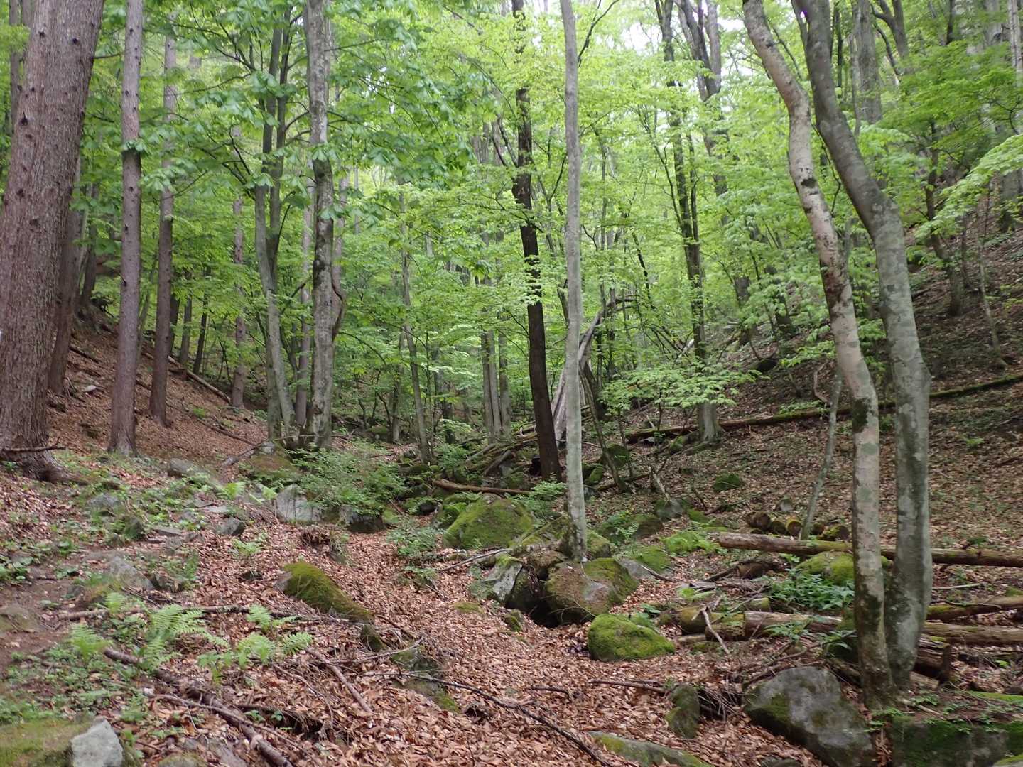 槙沢登山口-茂来山 往復コースの写真