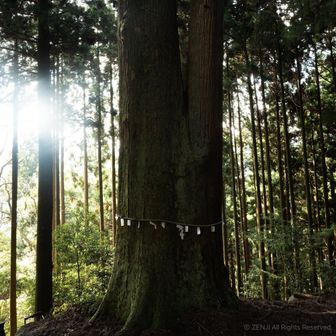 笠形神社の御神木、夫婦杉。