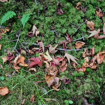 苔の上に落ち葉
秋らしい