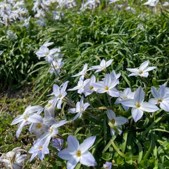ハナニラ🩵
星の形をした白や淡い青色の花、最近近所でもよく見かけます