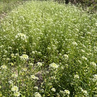 ペンペン草🌱
昔遊んだな‼️
クルクルして😊