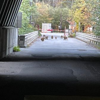 トンネルの向こうにら軍団が