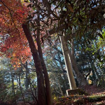 鳥居⛩️が出てきました、まだ紅葉が残ってる✨✨