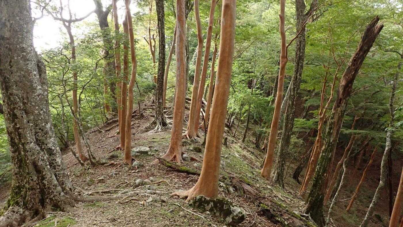 姫様街道（勝手に命名）。