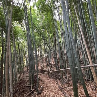 距離は短いですが竹林の中を歩く箇所もありました。