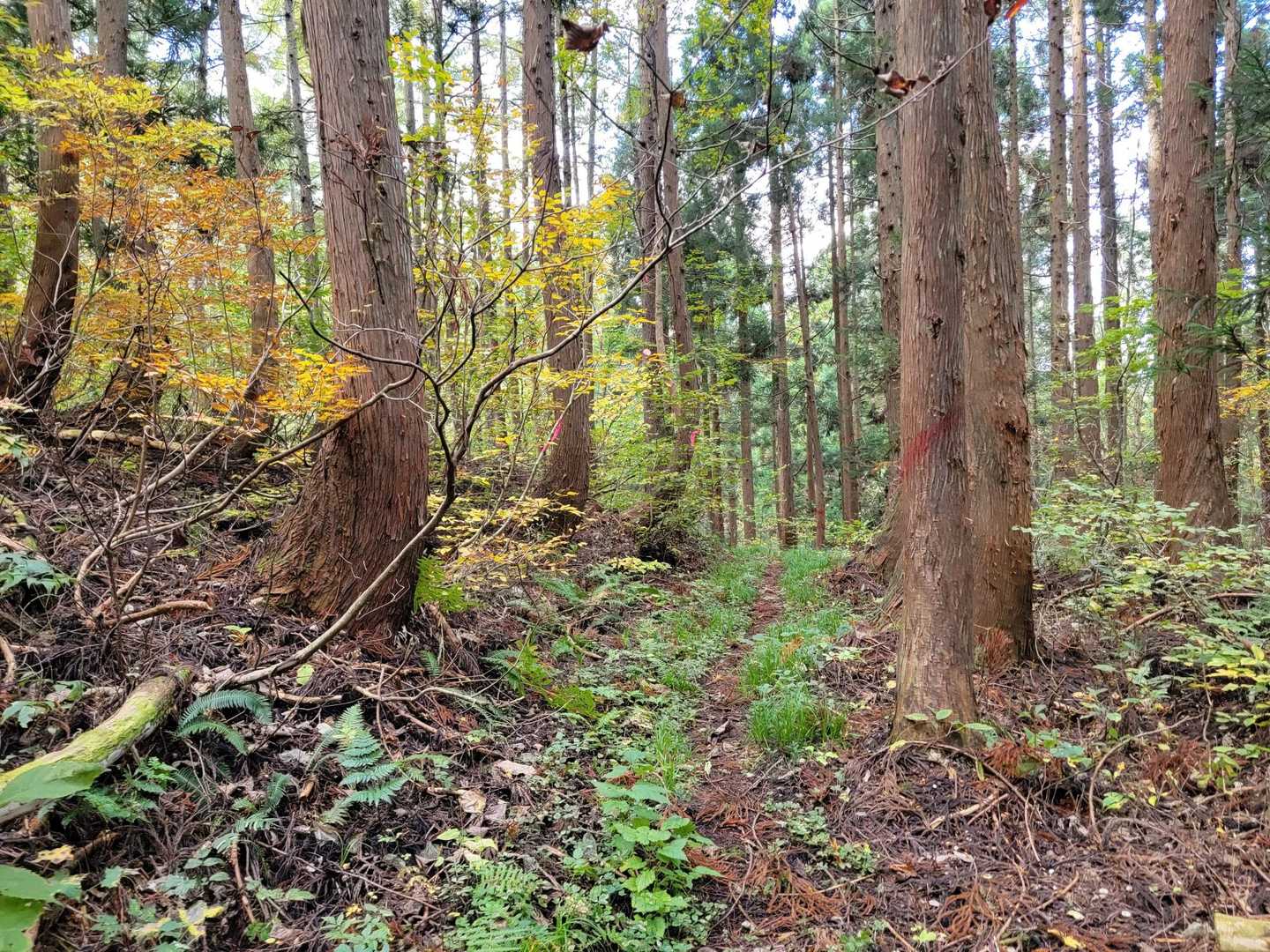 登り始めは歩きやすい登山道