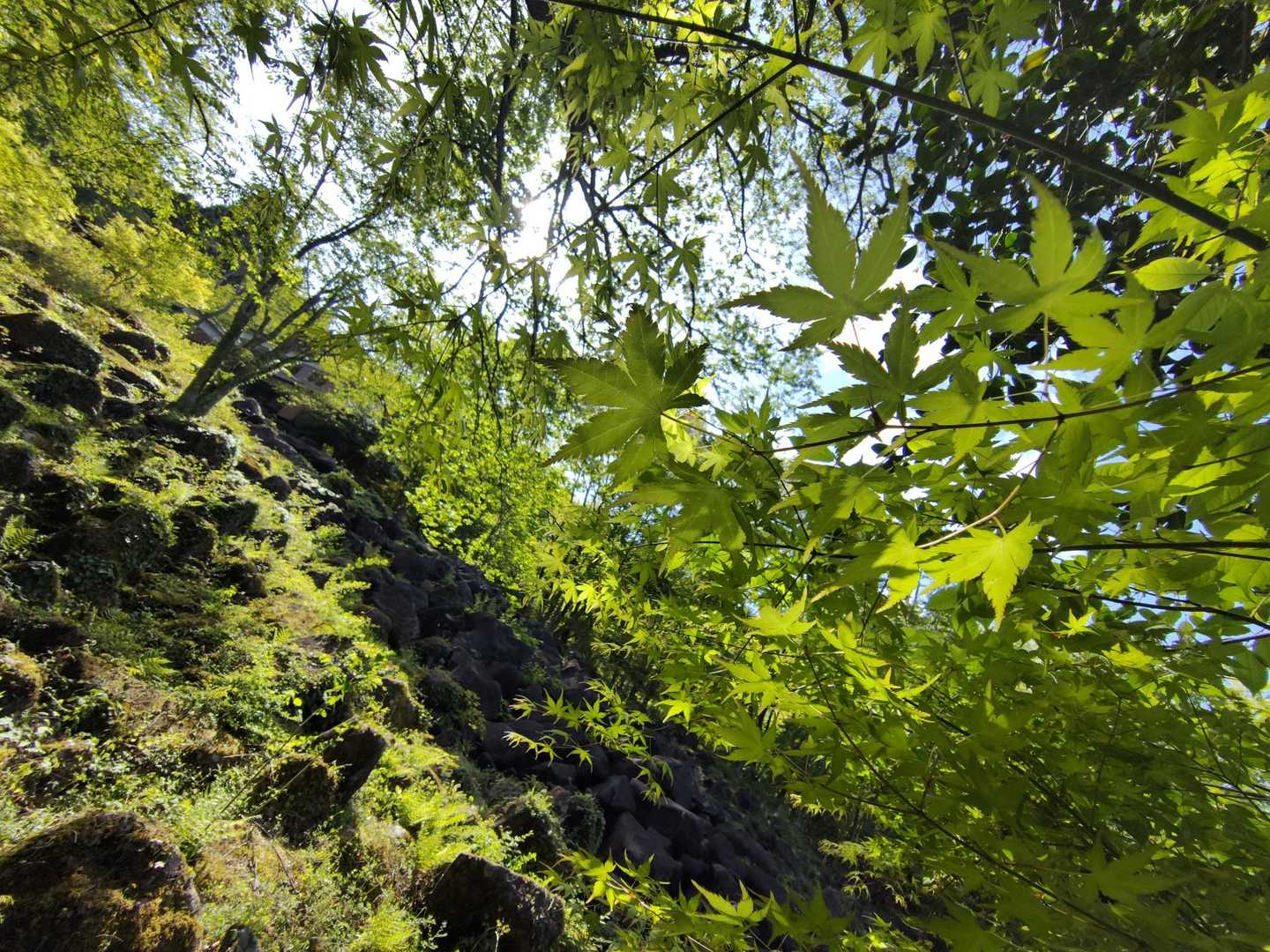 天の川コース入口-神野山 往復コースの写真