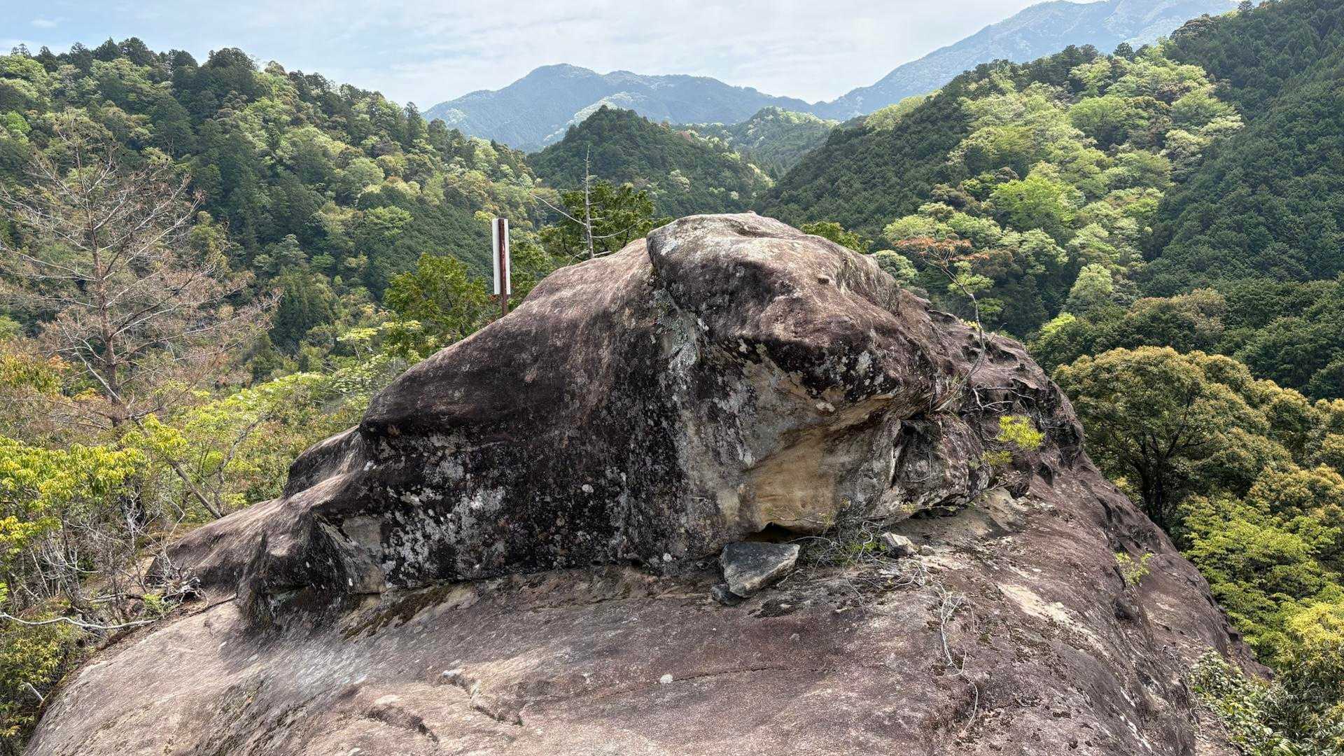 裏からみると 亀みたい🐢