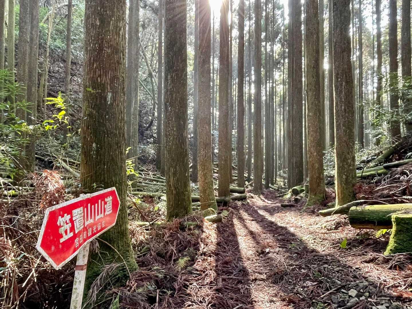 キレイな杉の美林🌲
下りのルートはずっとなだらかな坂でした☺️