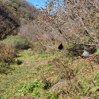 焼山への登り右折。
焼山に入ると赤テープがいきなり増える。