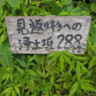 見返り杉まで288段の階段を登ります💪
夕霧峠だけあってすでにガッスガス😂