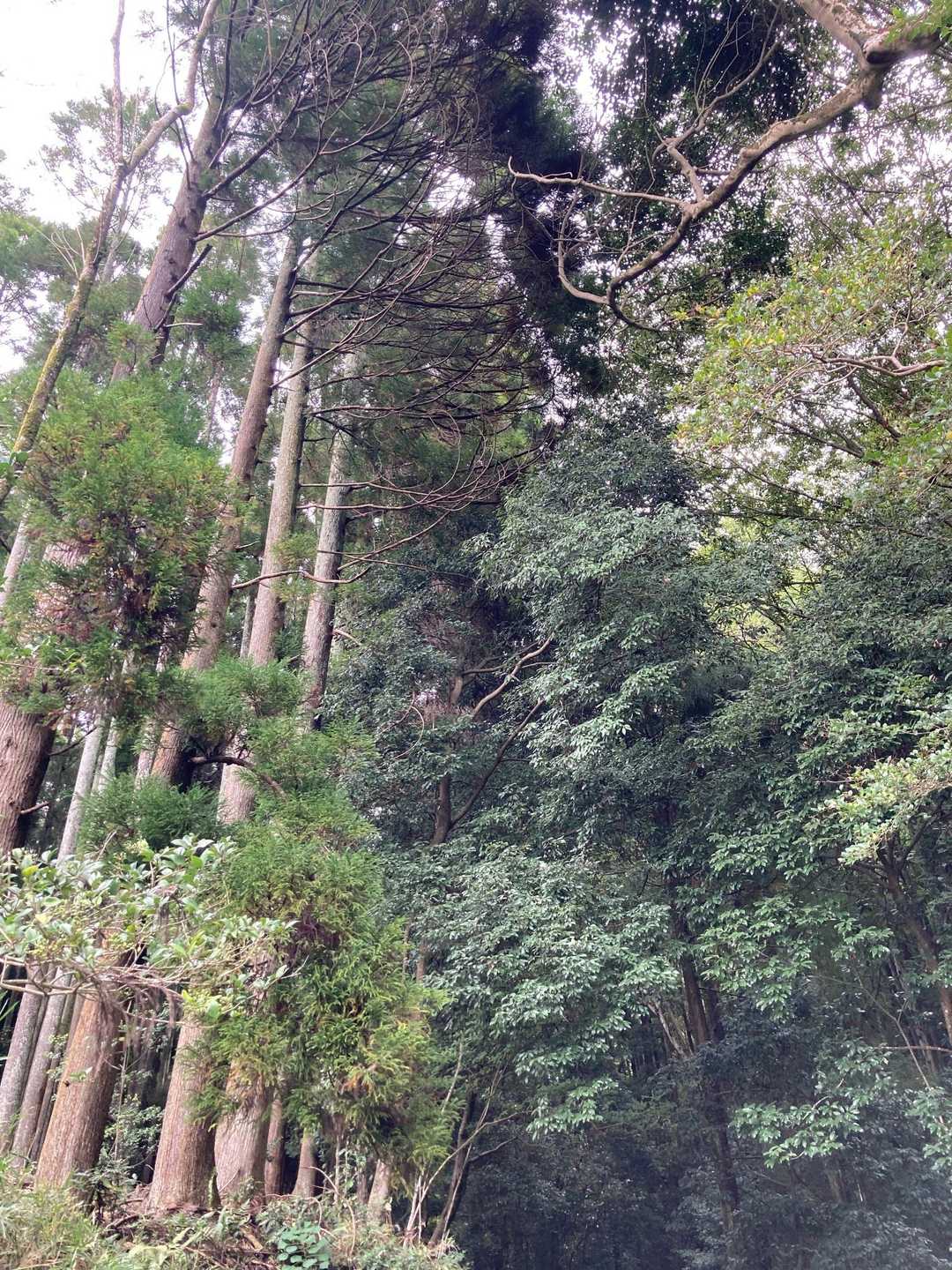 八神社登山口 往復コースの写真