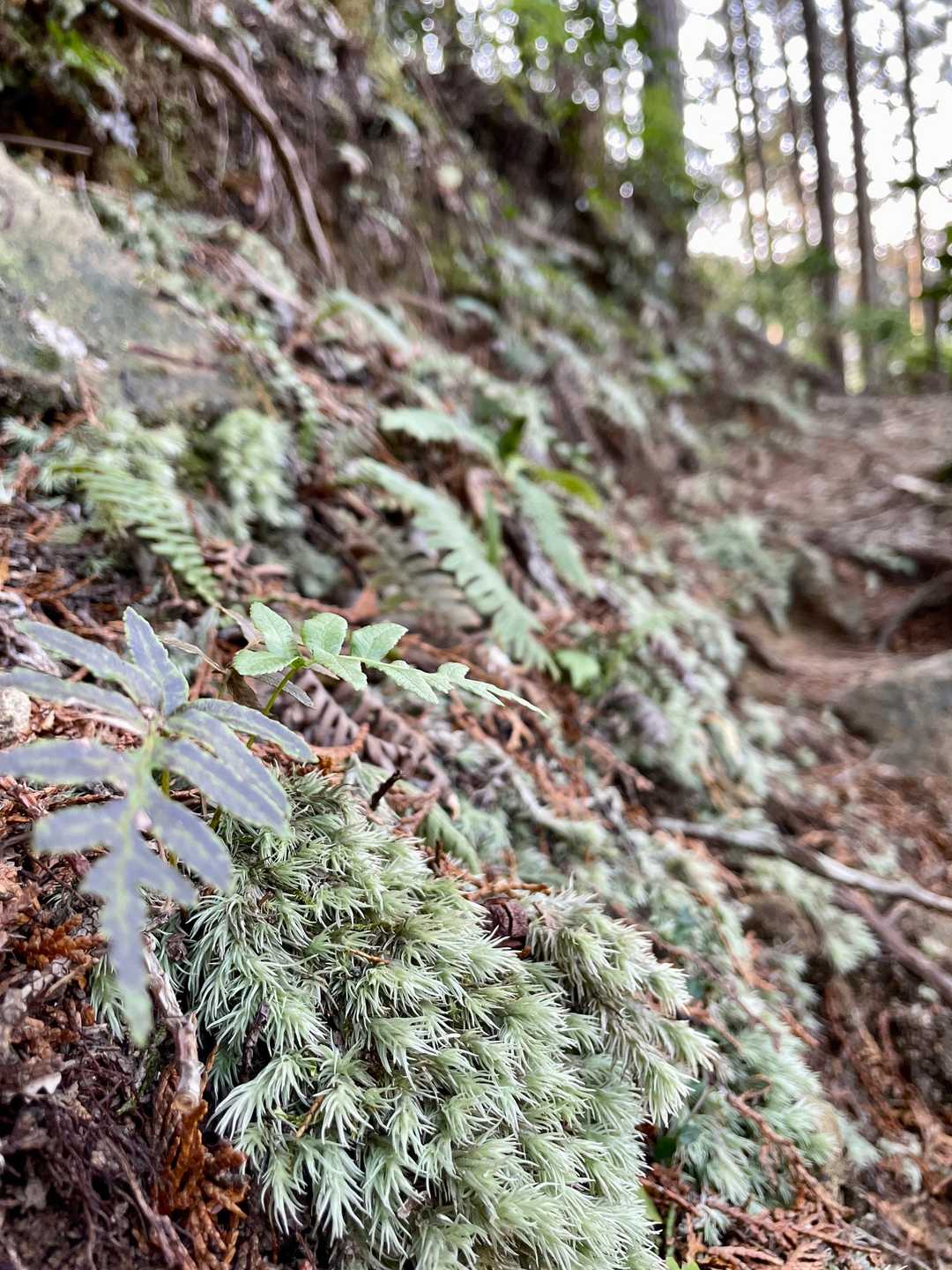 苔とシダの道