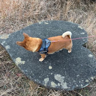 乗ってみました❤︎🐕