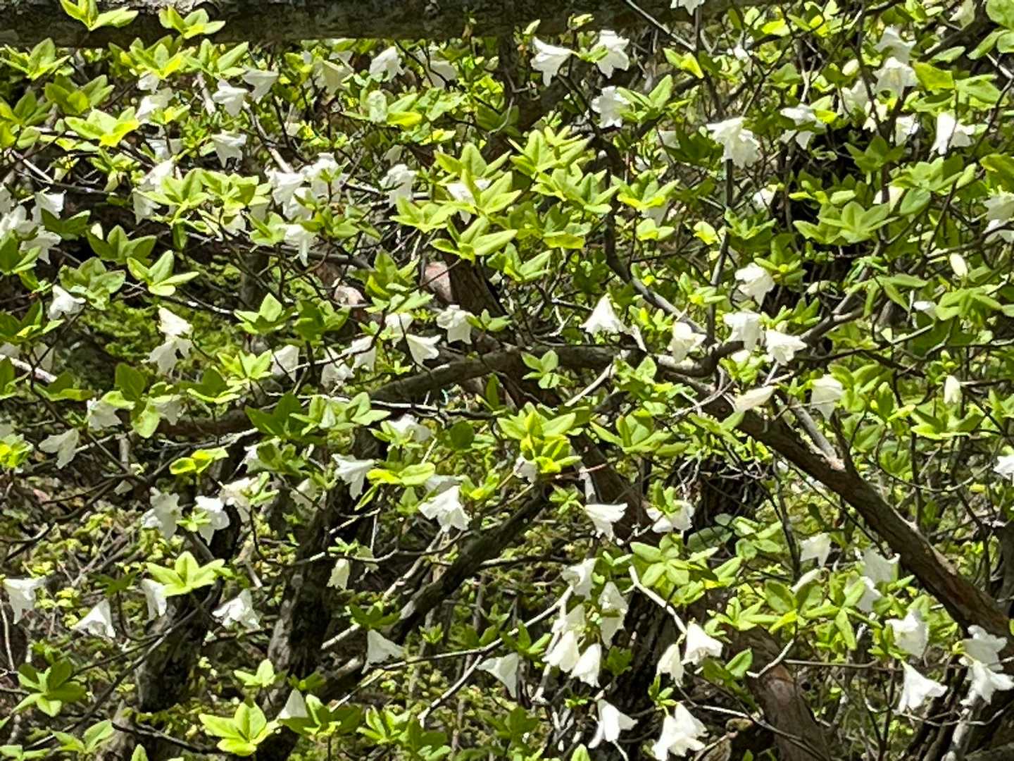 花房山 往復コースの写真