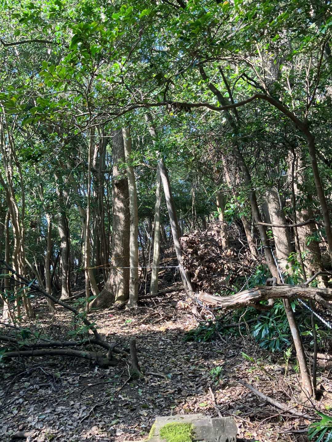 山頂直近のロープだ！