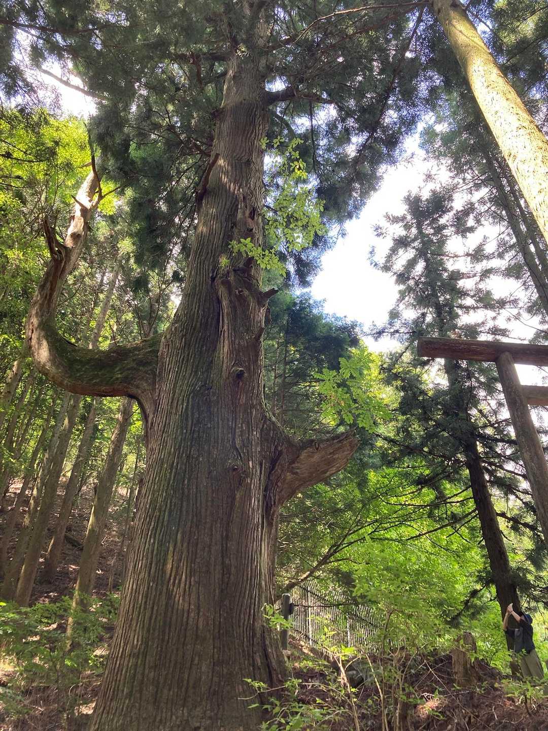 天狗👺の腰掛け杉🌲