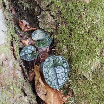 ツヤツヤの葉っぱ