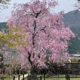 この辺りは枝垂れ桜が多いです。