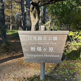 戦場ヶ原は好きで時々来るが、小田代原から湯滝へ歩くのは10年ぶりくらい