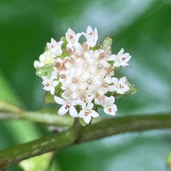 ビーズの様なかわいらしいノブキ 
大きくなるとひっつに虫に😳
