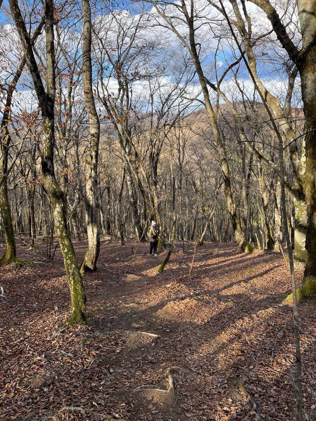 さっき登った鉄砲木ノ頭が見えます