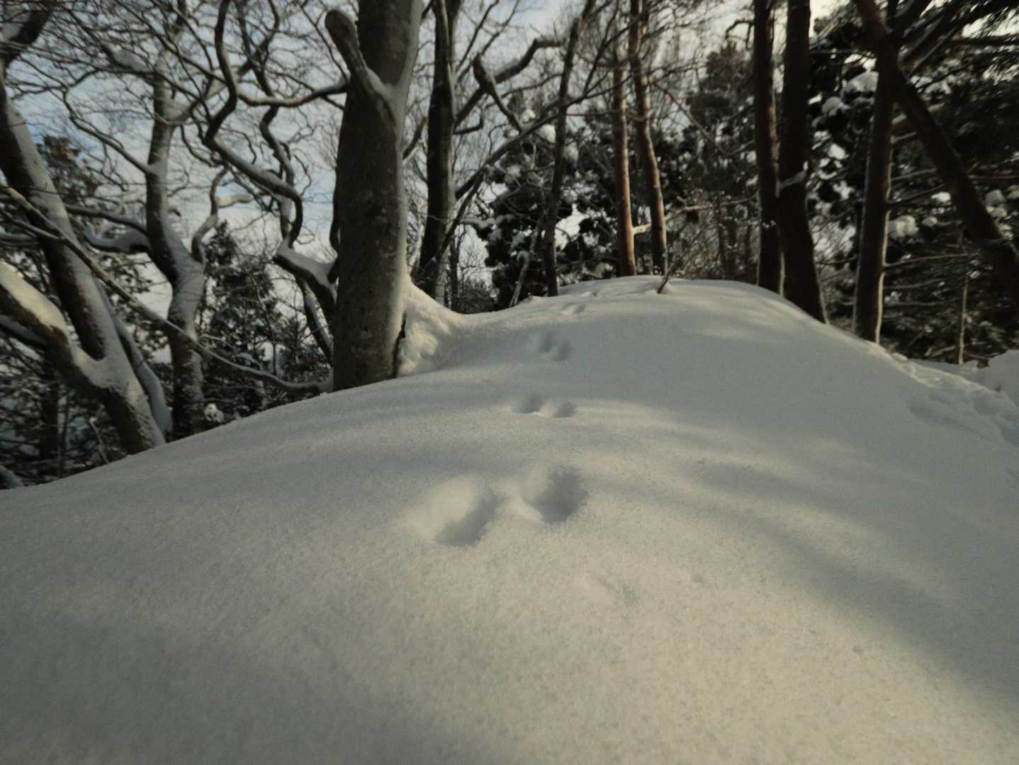 イタチかテンの足跡なのかな？