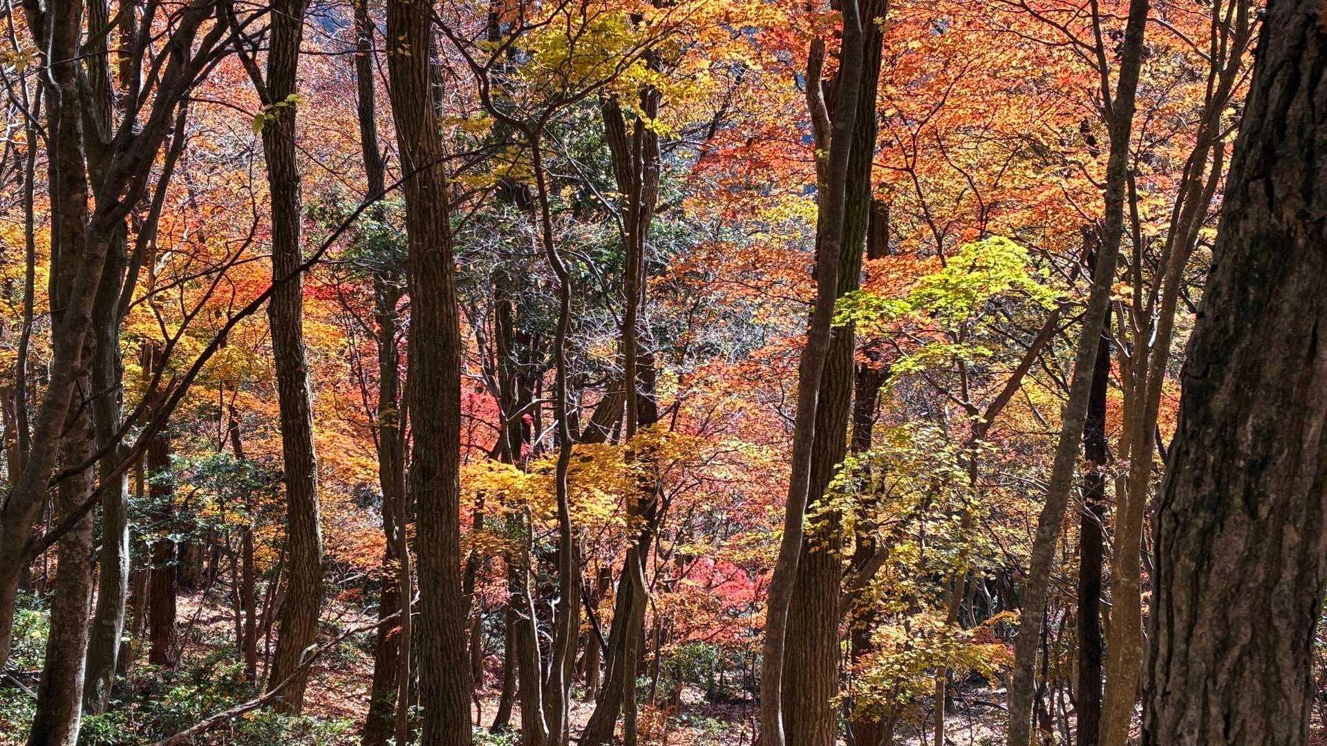 己高山 周回コースの写真