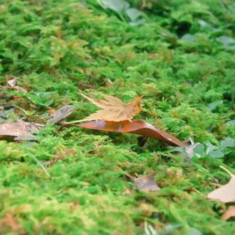 苔と枯葉の