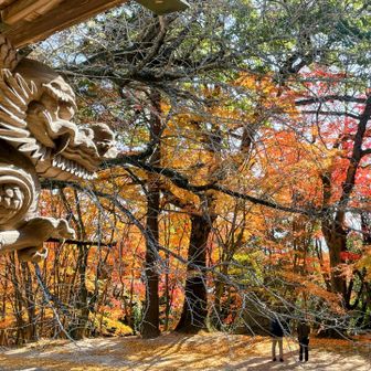 🚩本堂より👀

モミジは
まだまだきれい🍁

今にも動き出しそうな
龍の彫刻と🐉