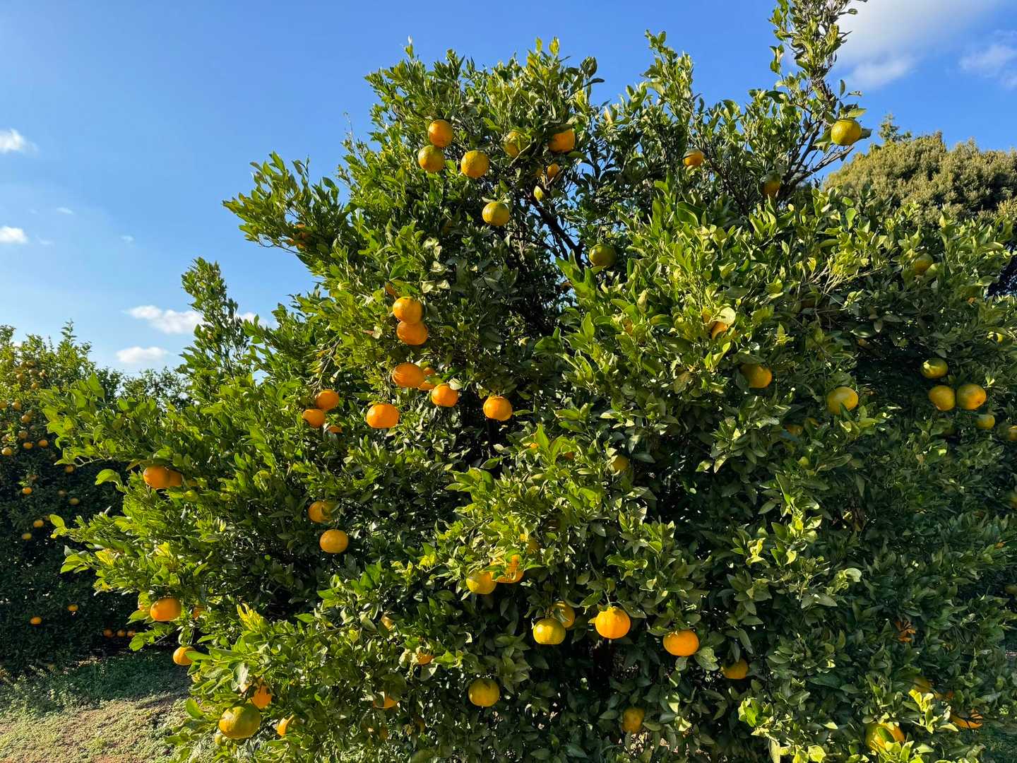 蒲郡みかん🍊