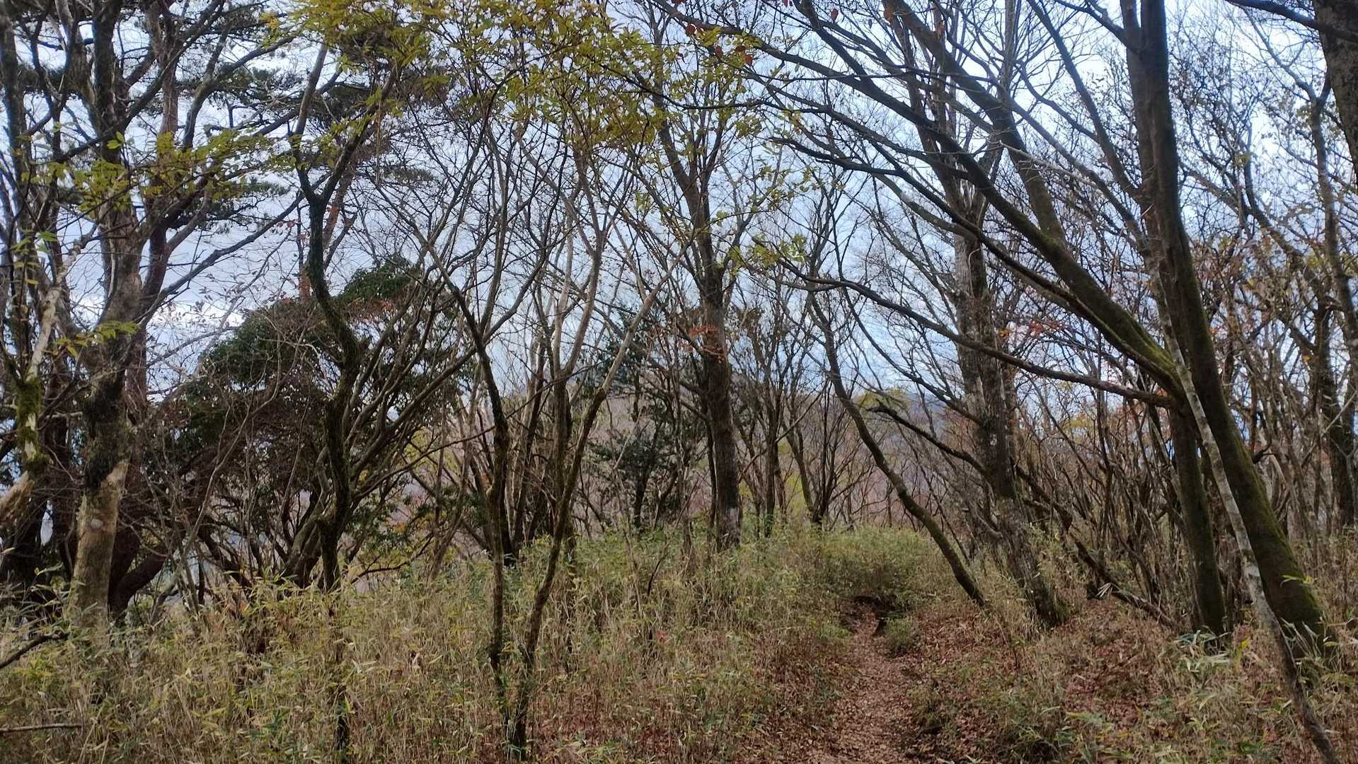 金時神社入口バス停-金時山-長尾山-乙女峠 周回コースの写真