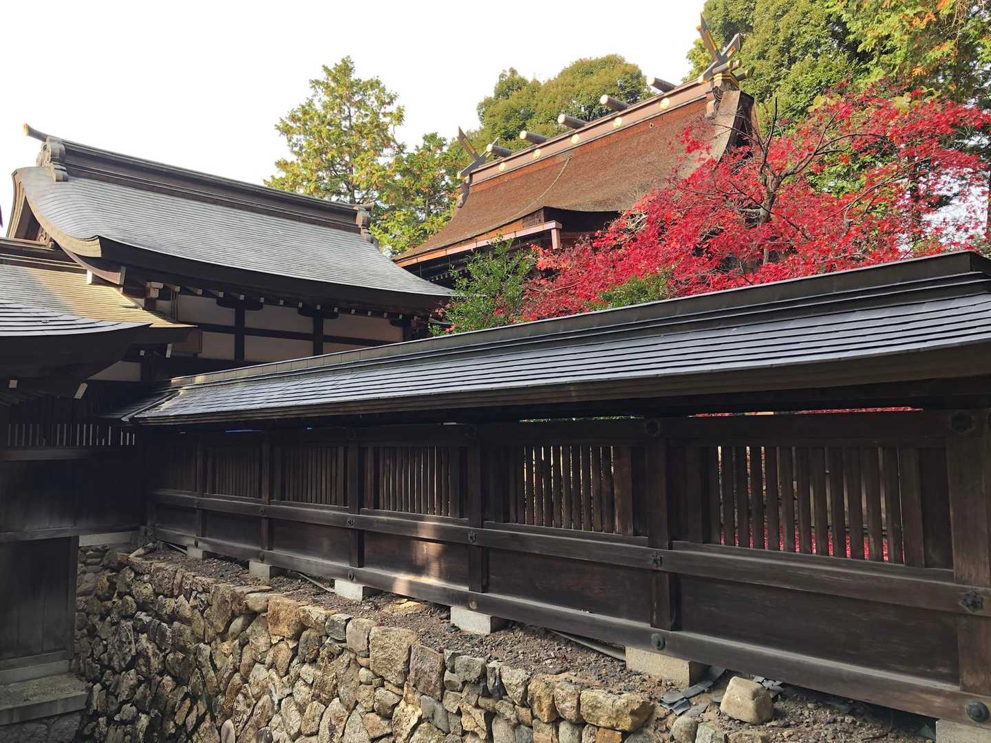 拝殿の紅葉も真っ赤っか🍁
