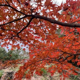 紅葉は終わりがけでしたが、まだ少し楽しめました。