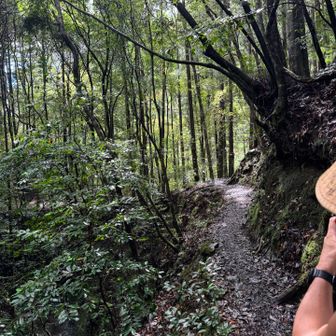 気持ちよい道を歩く