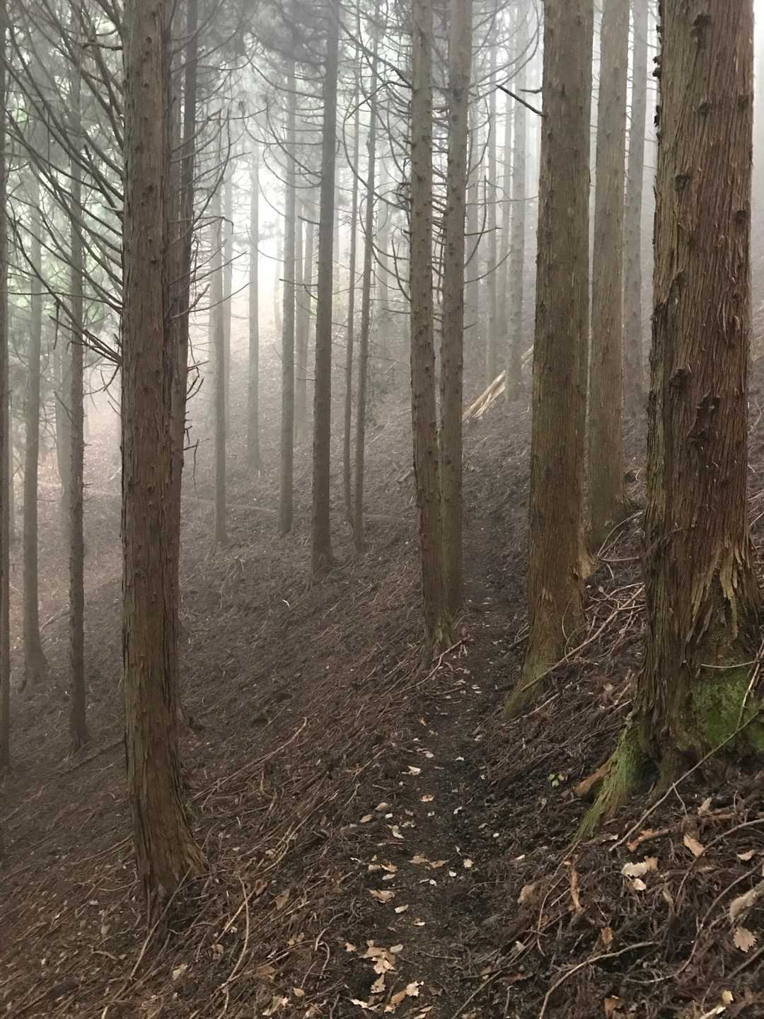 霧がまた濃くなってきた😅