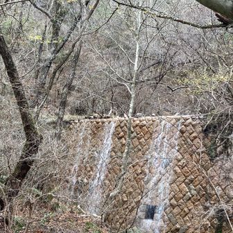 マンサクの花と堰堤