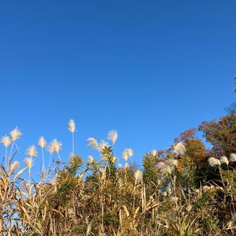秋やな〜😌(いや、もう冬やでー🫤)