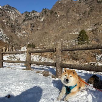 スフィンクスマリオ君🐶
お腹冷たくないんかい？
