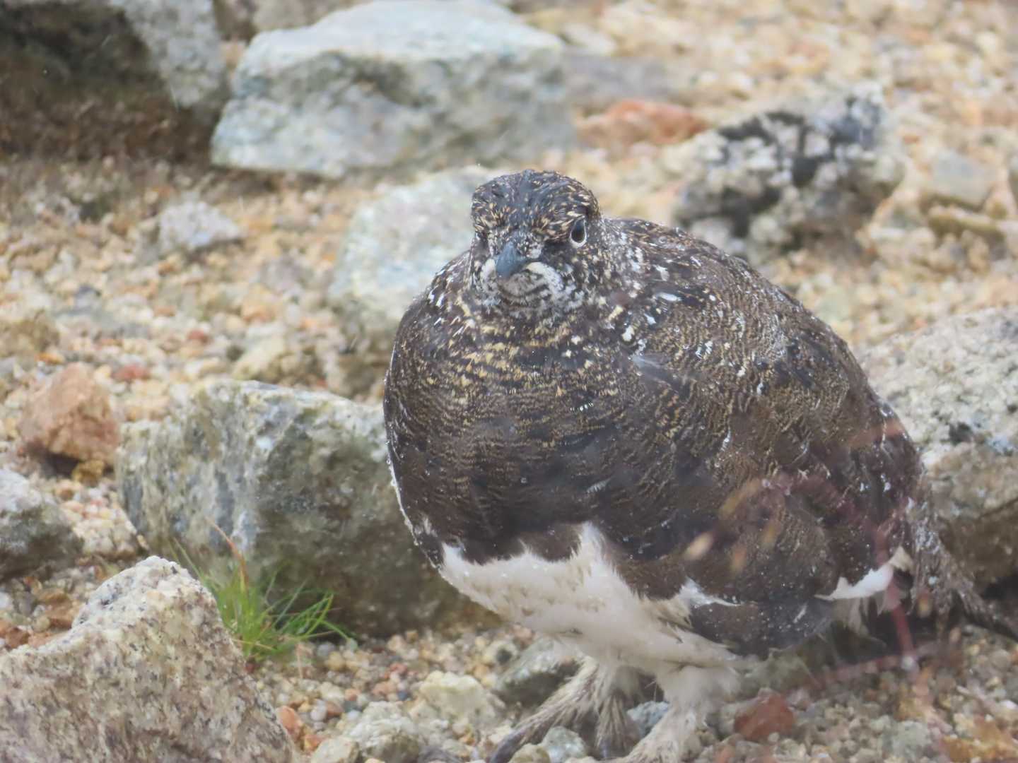 真砂だけでも取って…と思ったけど。稜線は雨風が募るし夕方遅くなると🐻リスクも⤴️⤴️だから、大走りで降りちゃえ💨あ。ライチョウはけーん👀