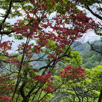 山躑躅が綺麗✨