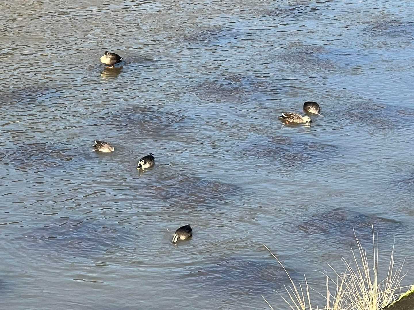 鴨ものんびり。