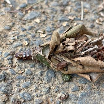 枯葉や枝をドレスにして蓑虫が移動してる
これが本物の自然派志向