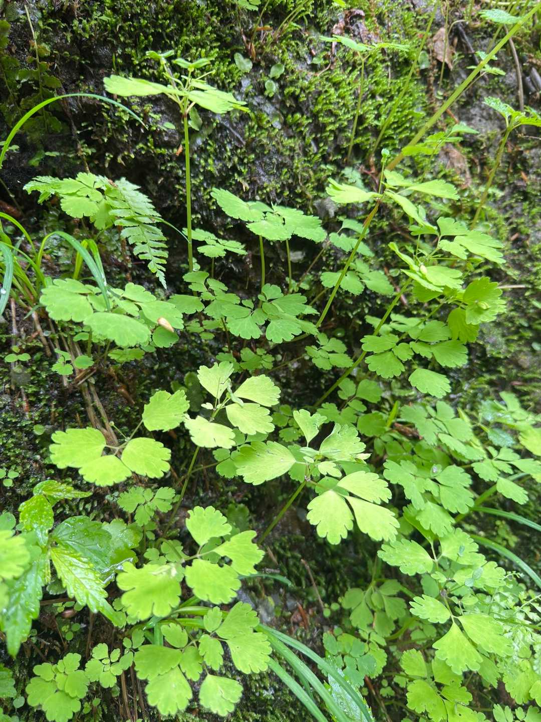 この葉っぱは‥🍃