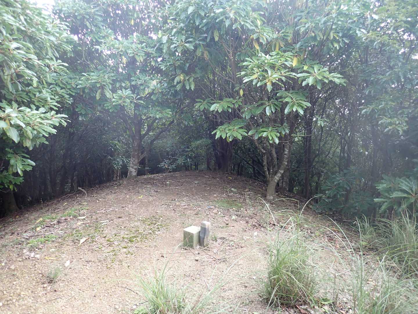 大滝山
ユズリ葉に囲まれていました。